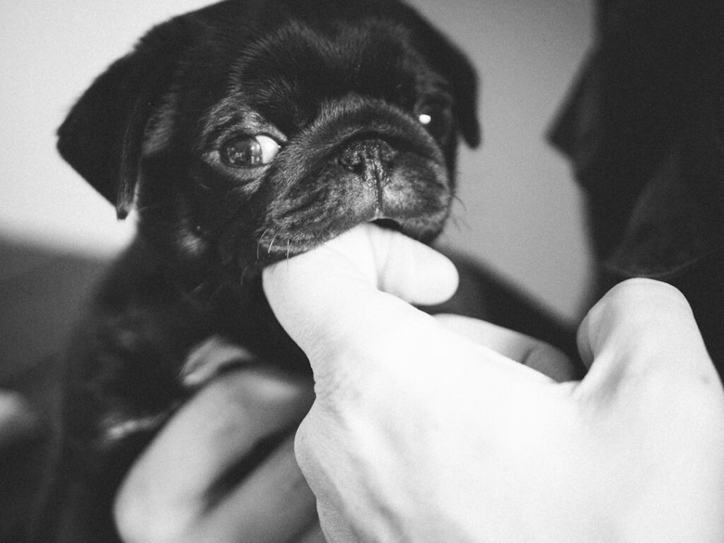 The Adorable Antics of Baby Pug
